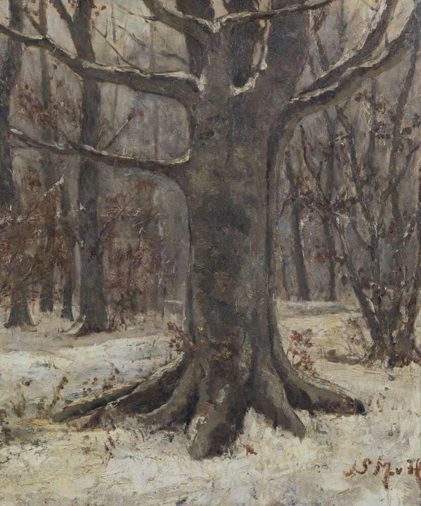 Bosgezicht in de winter