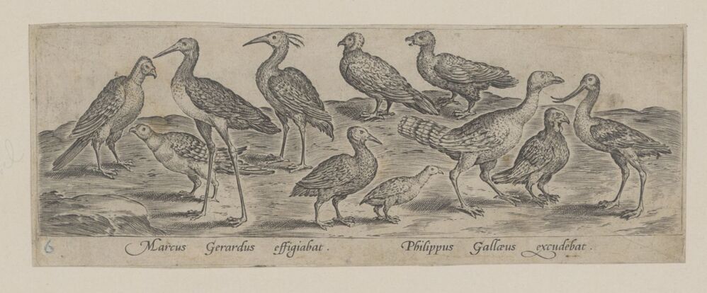Vogels