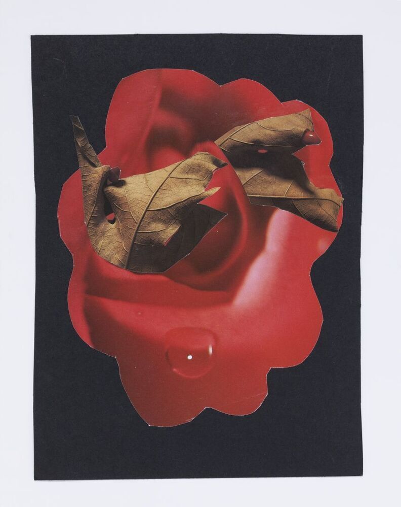 Rosa mystificans