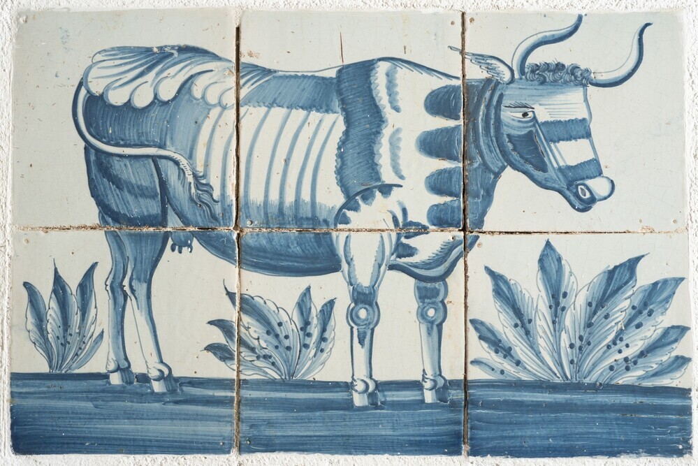 Koe naar rechts gewend