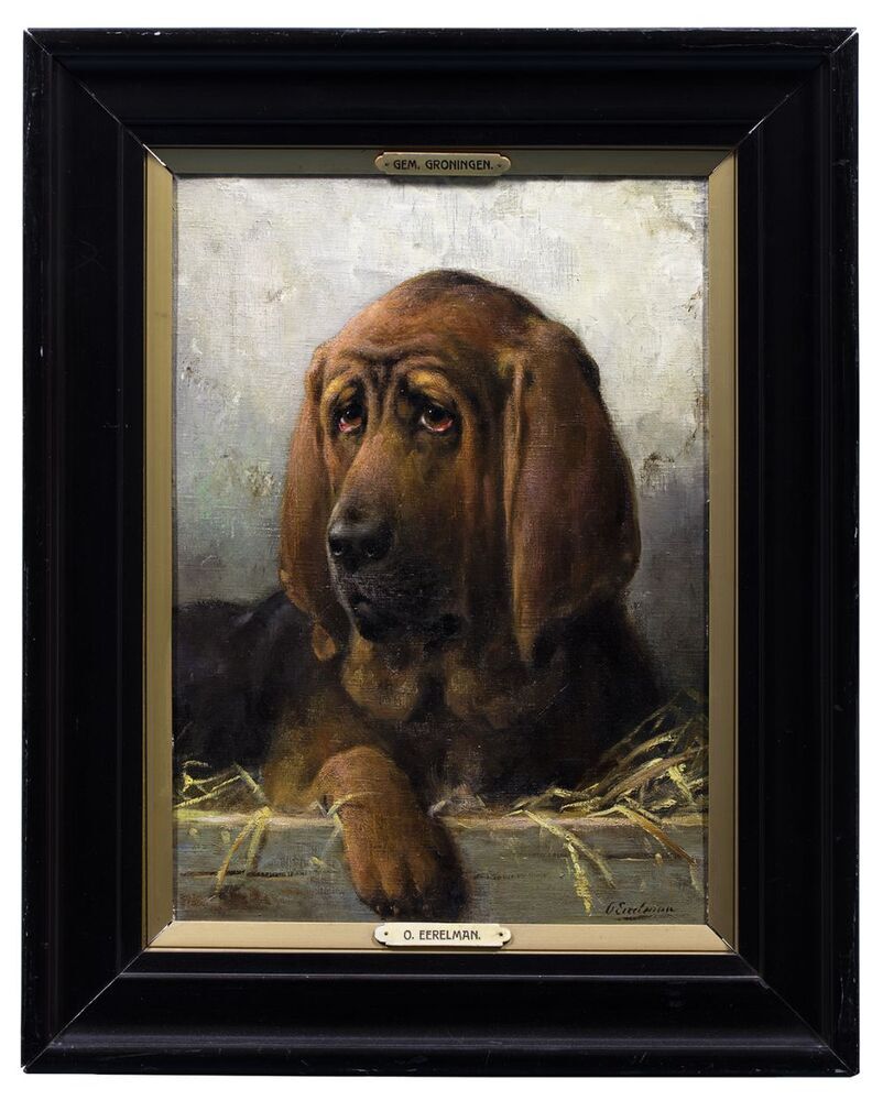 Kop van een St. Hubertushond