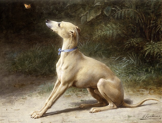 Italiaanse windhond met vlinder