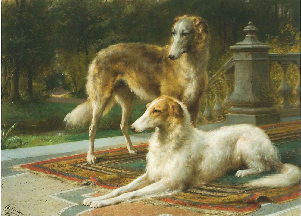 VERVALLEN Twee Russische hazewindhonden op terras