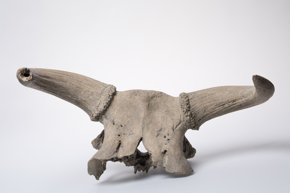 Twee horens met een stuk schedel (Eenum)