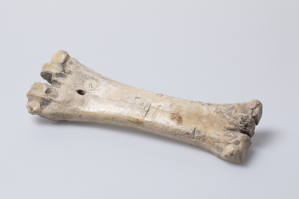 Glijbeen of glis (Winsum)