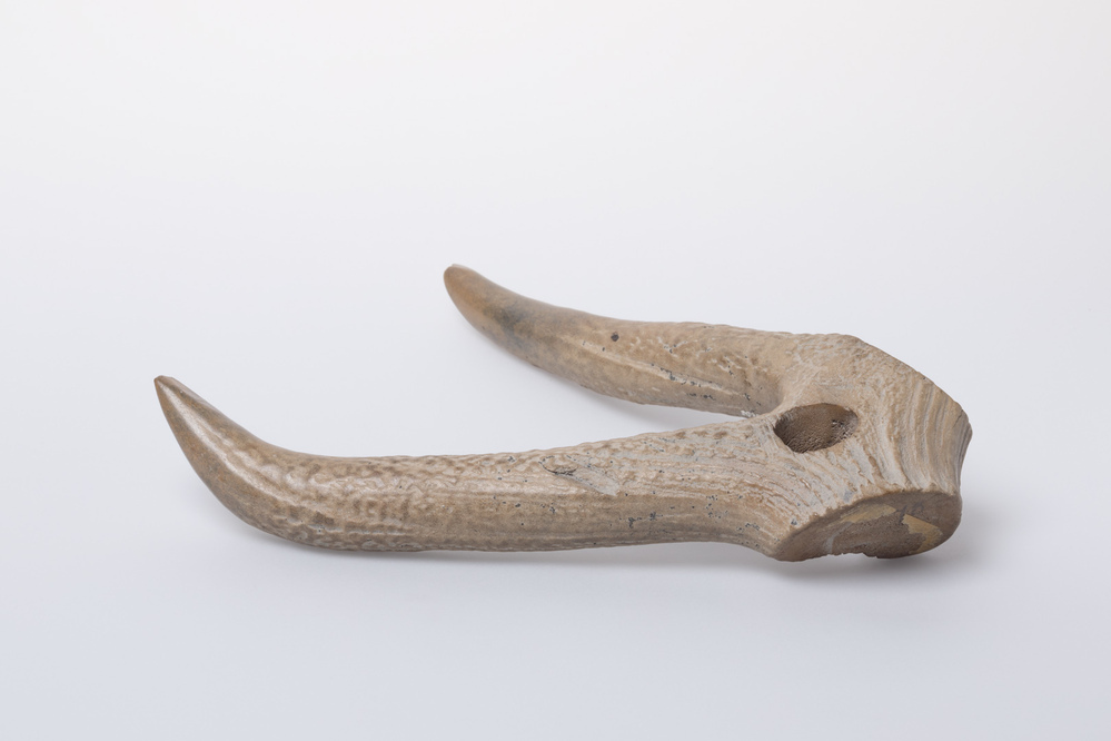 Bewerkt gewei (Antum)