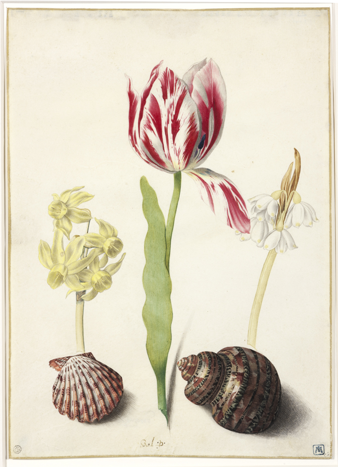 Studieblad met drie bloemen en twee schelpen