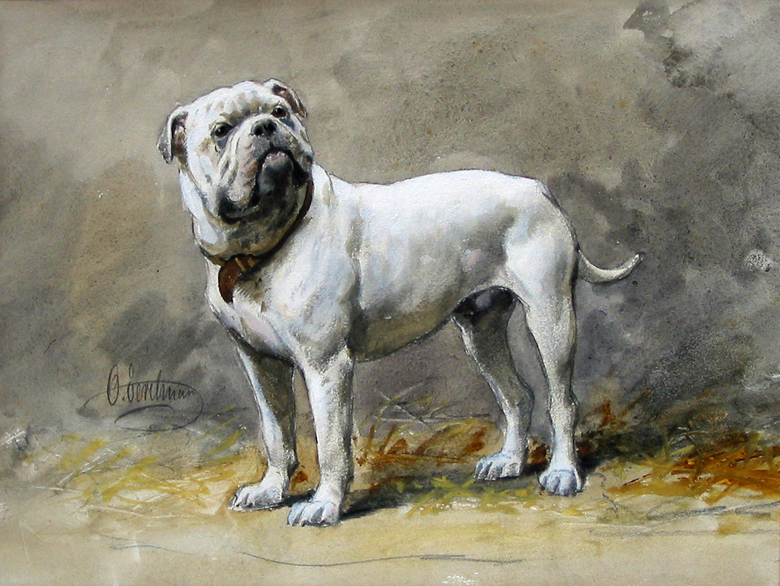 Studie van een hond (Bulldog)
