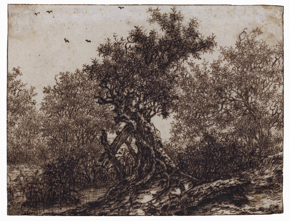 Oude boom aan het water