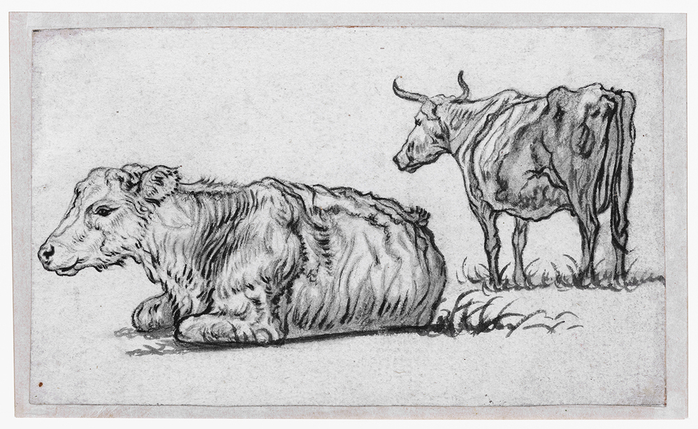 Staande koe en liggend kalf