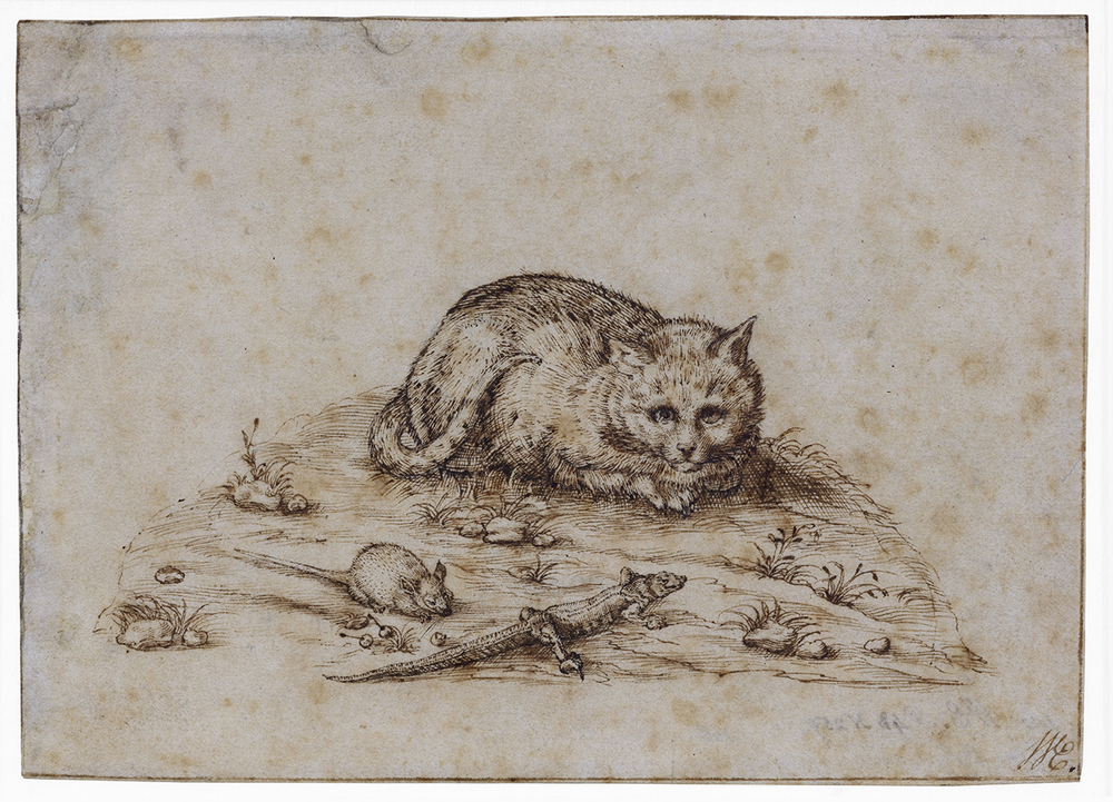 Kat, muis en hagedis