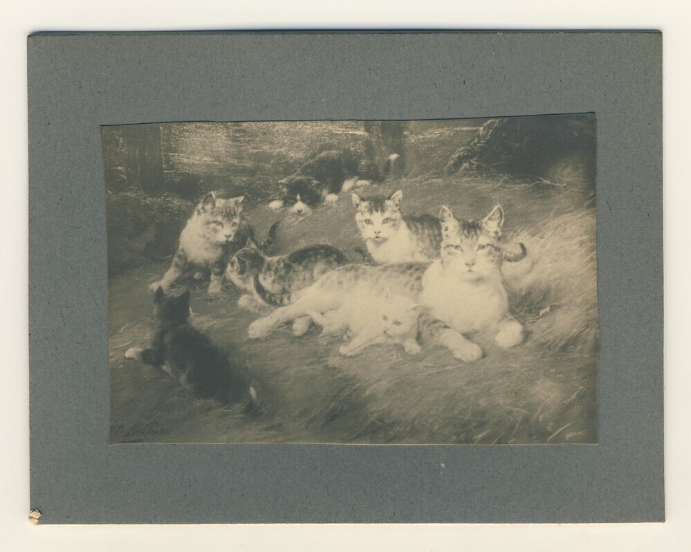 Kat met jonge katten