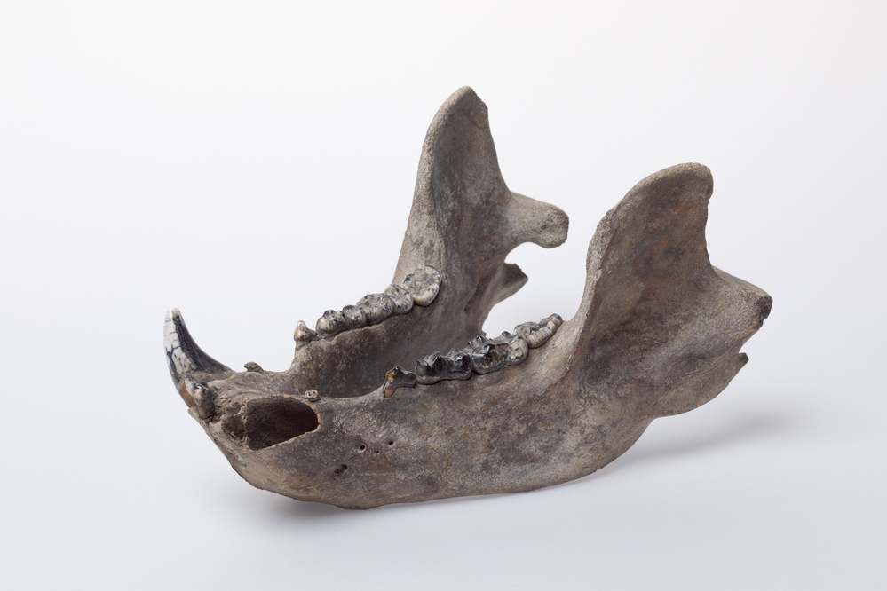 Onderkaak van een beer (Eenumerhoogte)