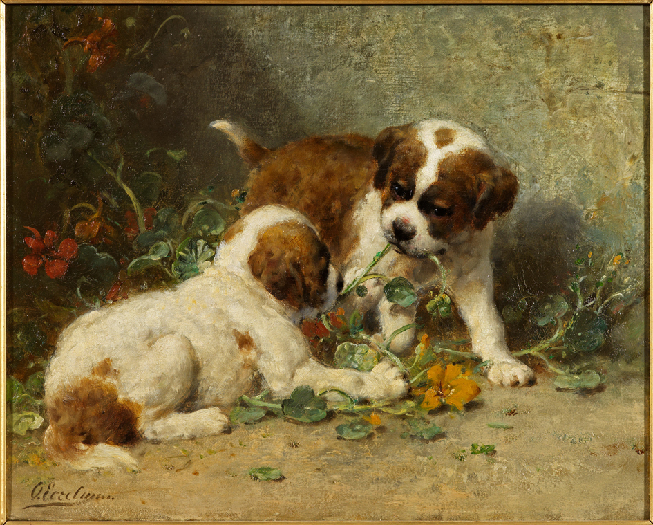 Twee spelende jonge sint-bernard honden