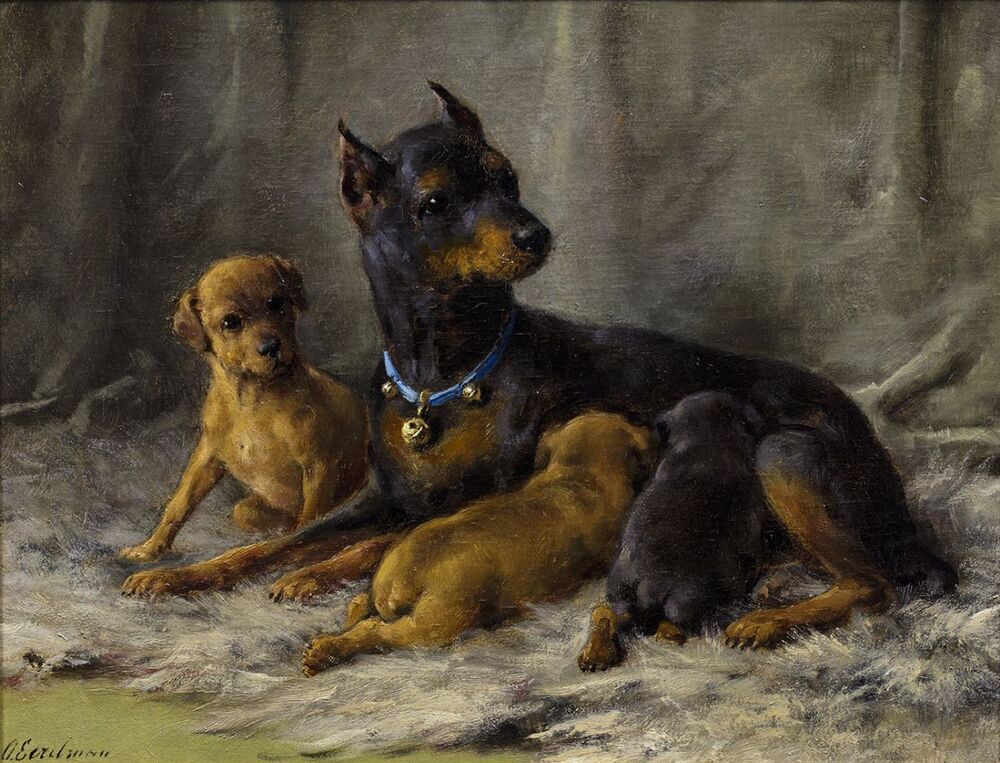 Duitse dwergpincher met drie jongen