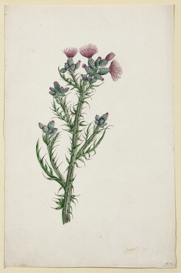 Veelbloemige paarse distel