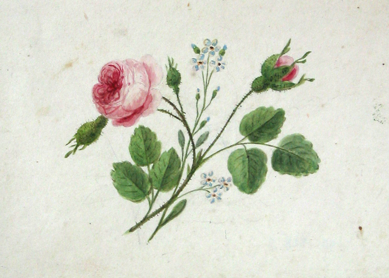 Rozen en vergeet-mij-nietjes