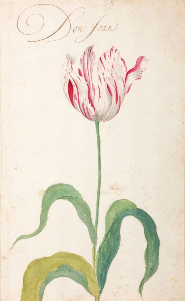 Don Joan