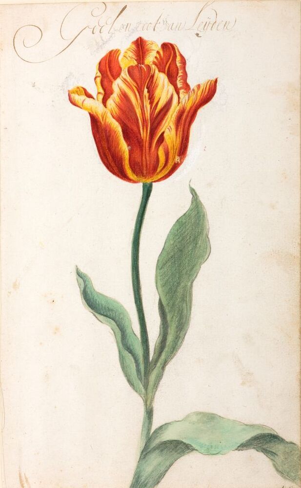 Geel en root van Leijden