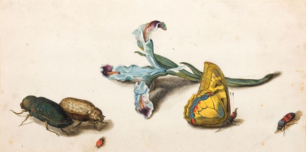 Iris en diverse insekten