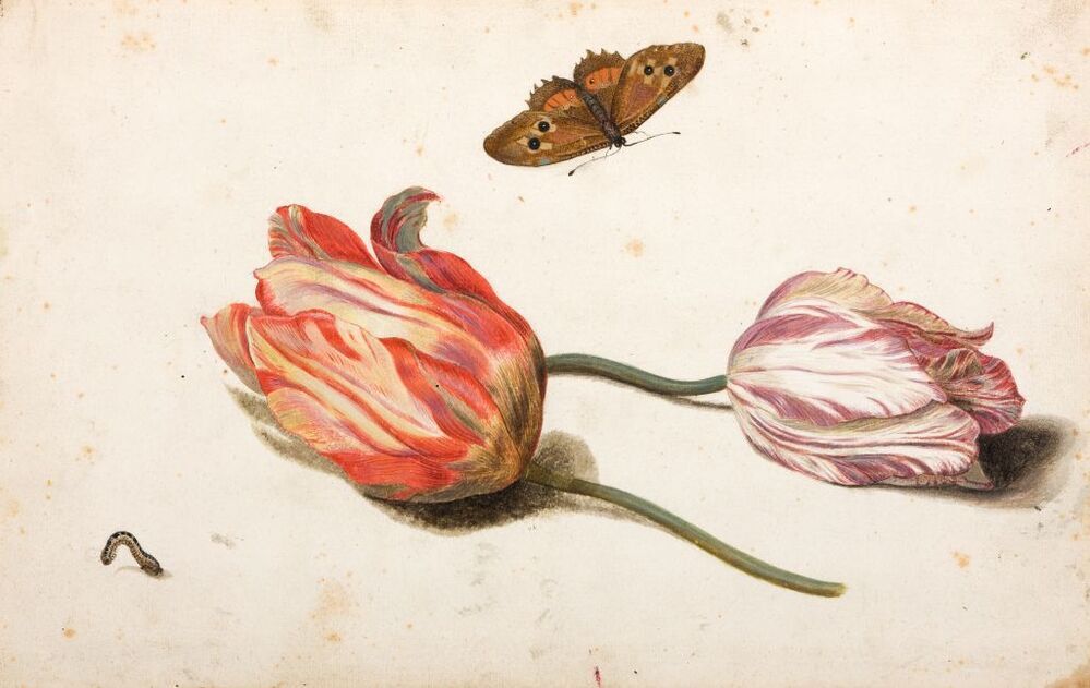 Twee tulpen, vlinder, rups