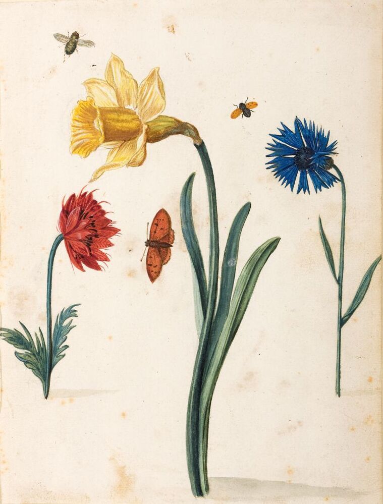 Trompetnarcis, anemoon, korenbloem, vuurvlinder, twee insekten