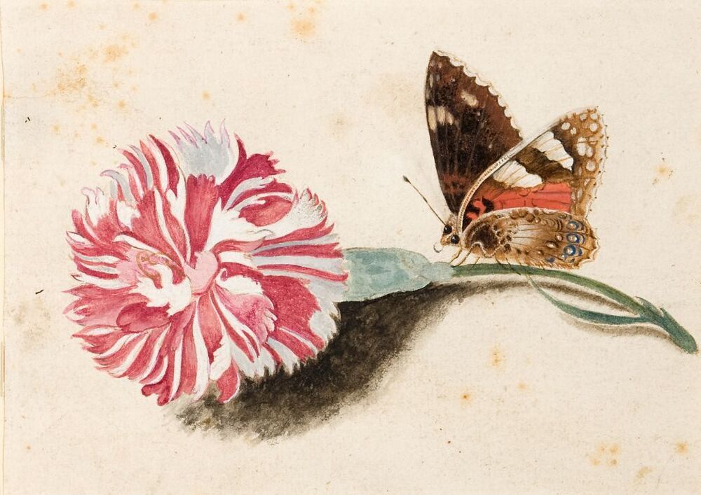 Schoenlapper op roodbonte anjer