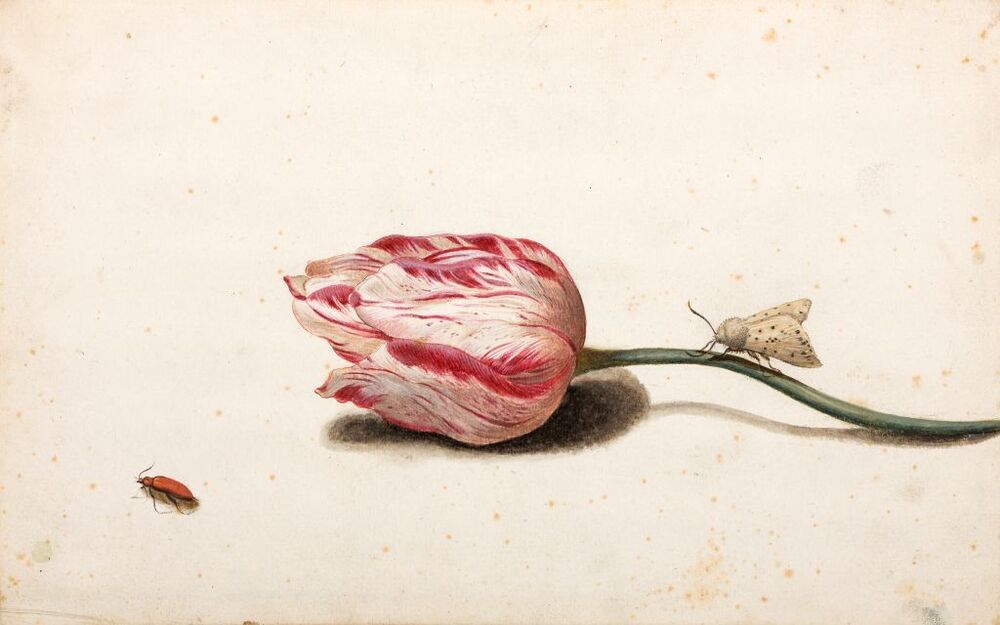 Tulp, tienuursvlinder, torretje