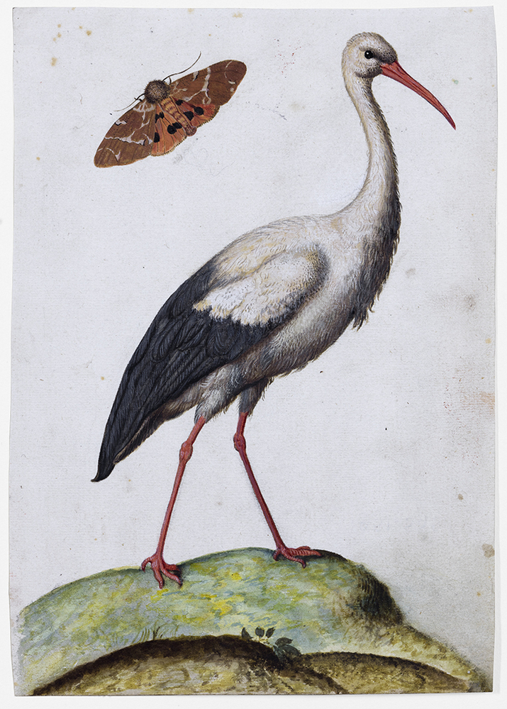 Ooievaar en beervlinder