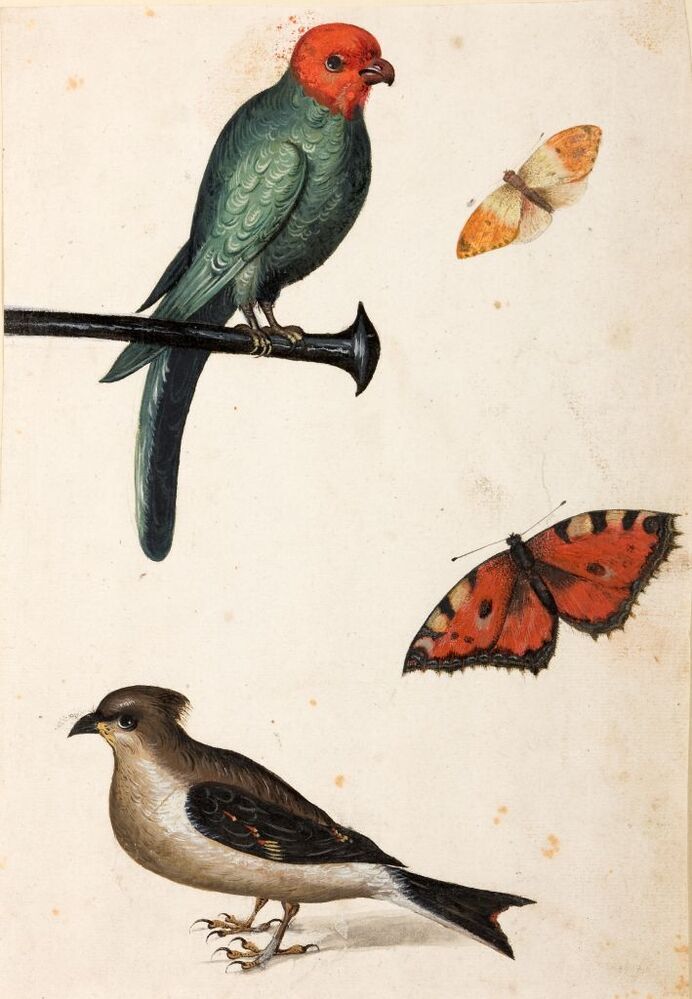 Papegaai, pestvogel, twee vlinders