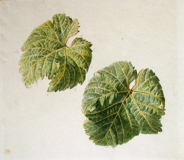 Nerfstudie van twee gekartelde bladeren