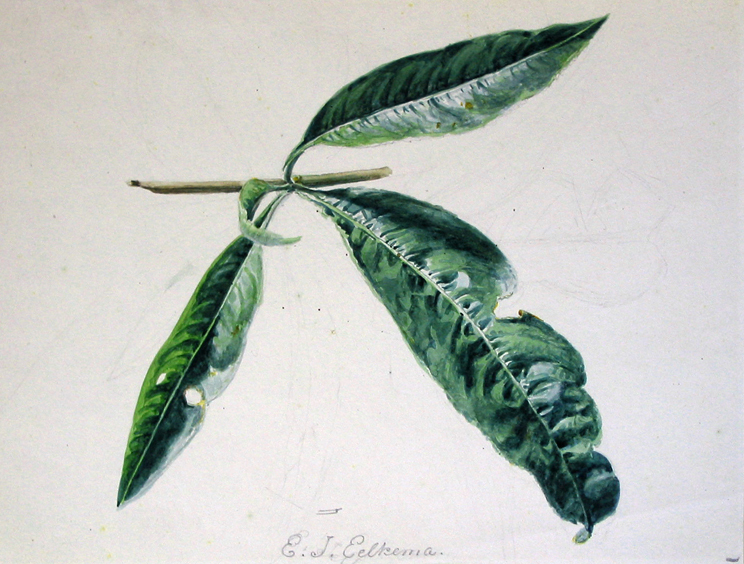 Door insecten aangevreten bladeren