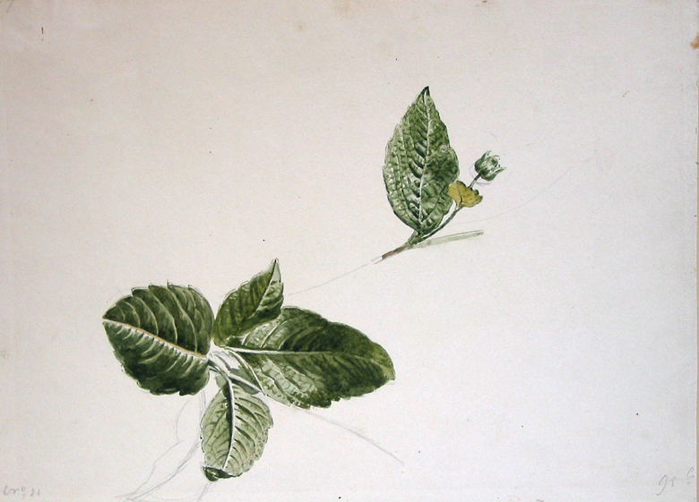 Bladeren en een bloemknop