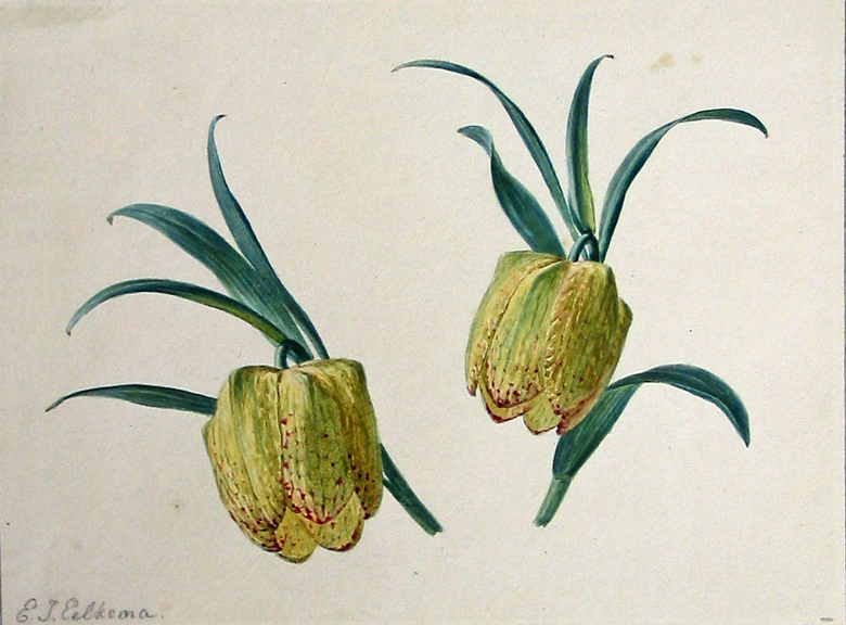 Twee kievietsbloemen