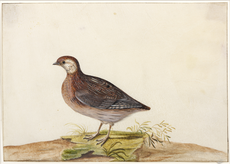 Vogelstudie (kwartel)