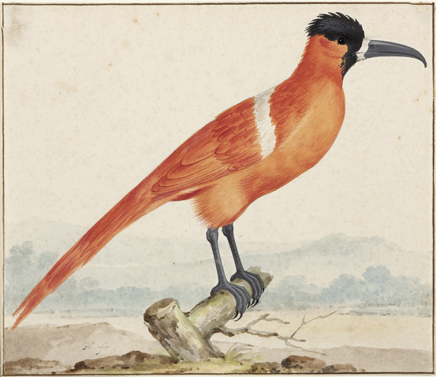 Vogelstudie (Oranje vogel)