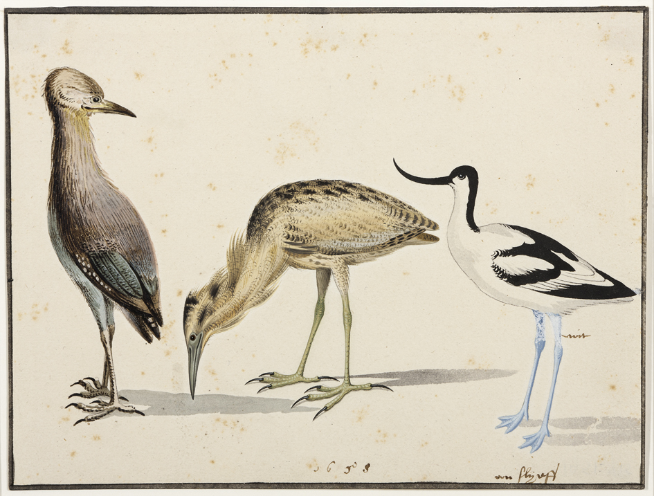 Studieblad met drie vogels