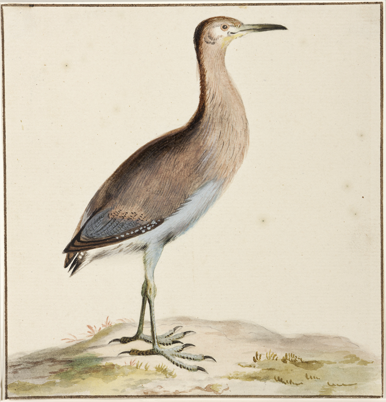 Vogelstudie (Waterhoentje)