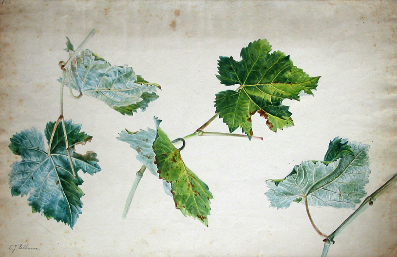 Vijf wingerdbladeren