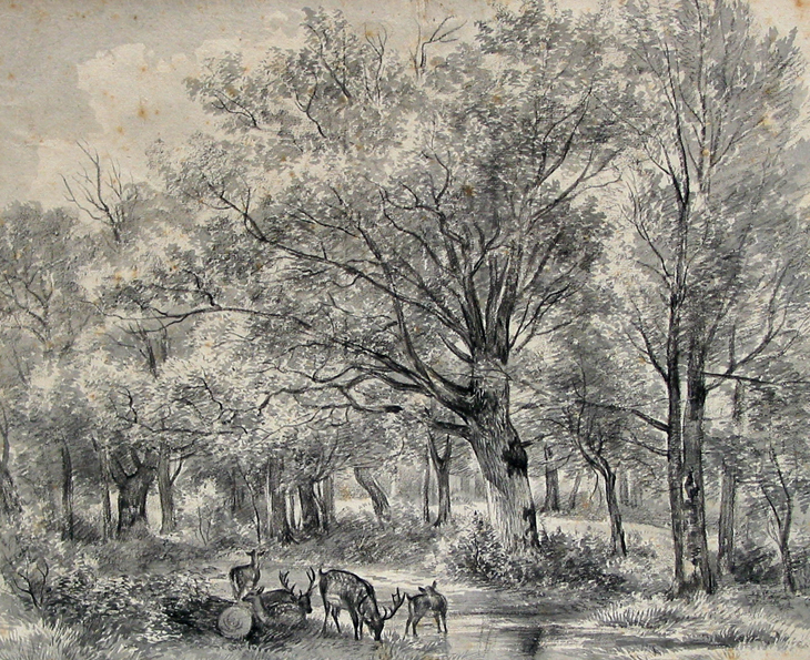 Boslandschap met drinkende herten