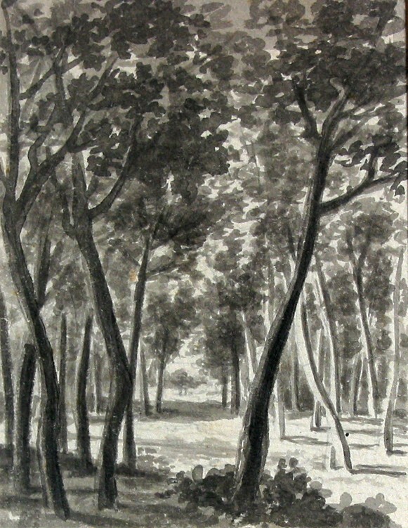 Bosgezicht met jong geboomte