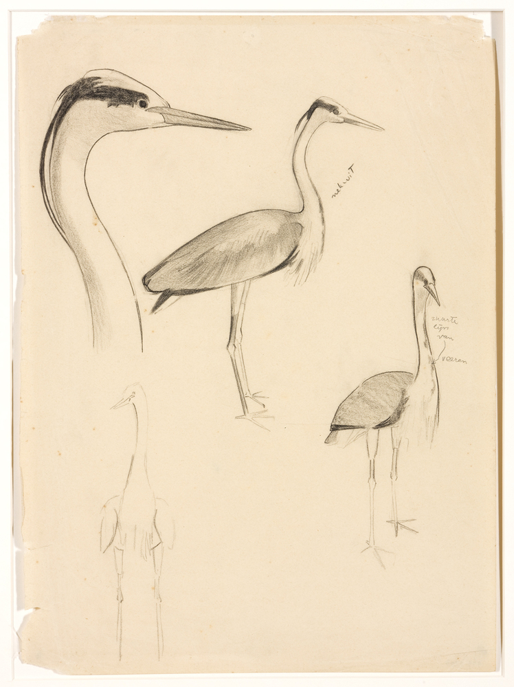 Blauwe reigers (studie)