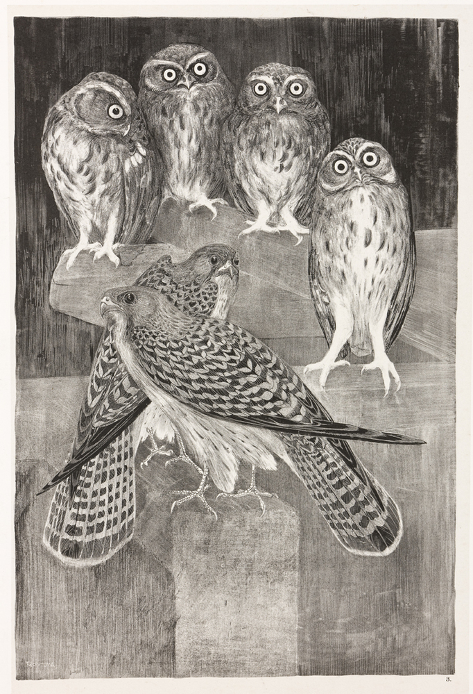 Vier steenuilen en twee torenvalken