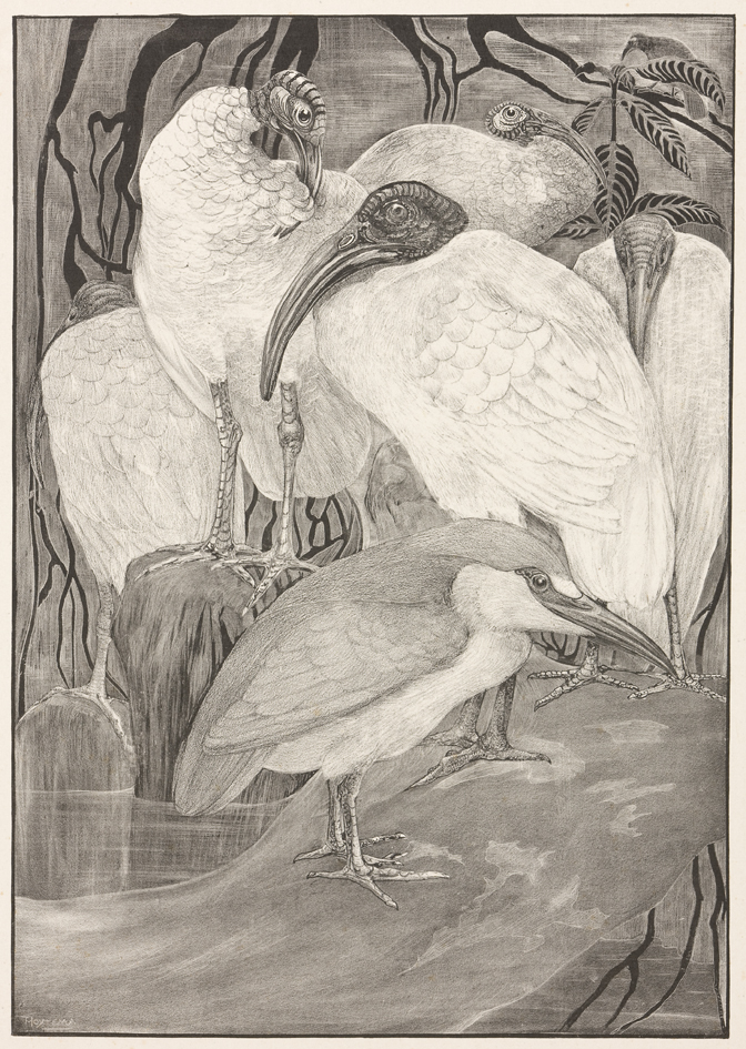 Zes vogels (vijf ibissen en een kwak?)