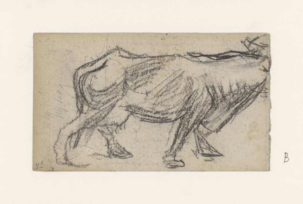 Schets van een stier