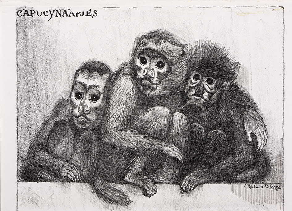 Capucijnaapjes