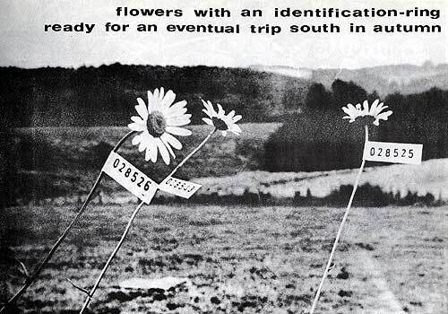 Identification-Program