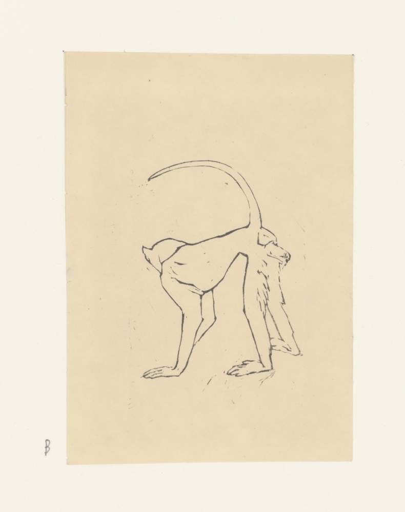 Aap (uit de serie: Apen)