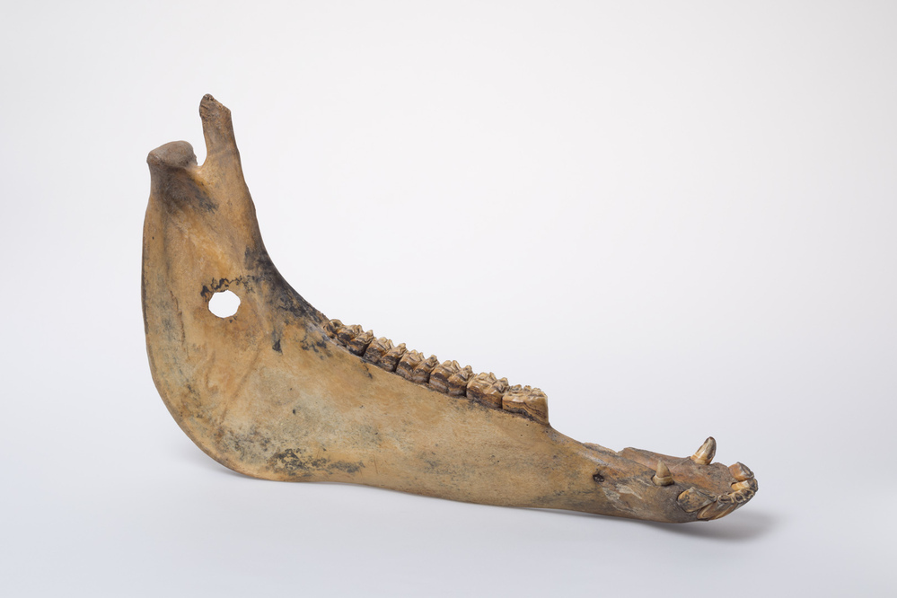 Sleetje van een onderkaak van een paard (Groningen)