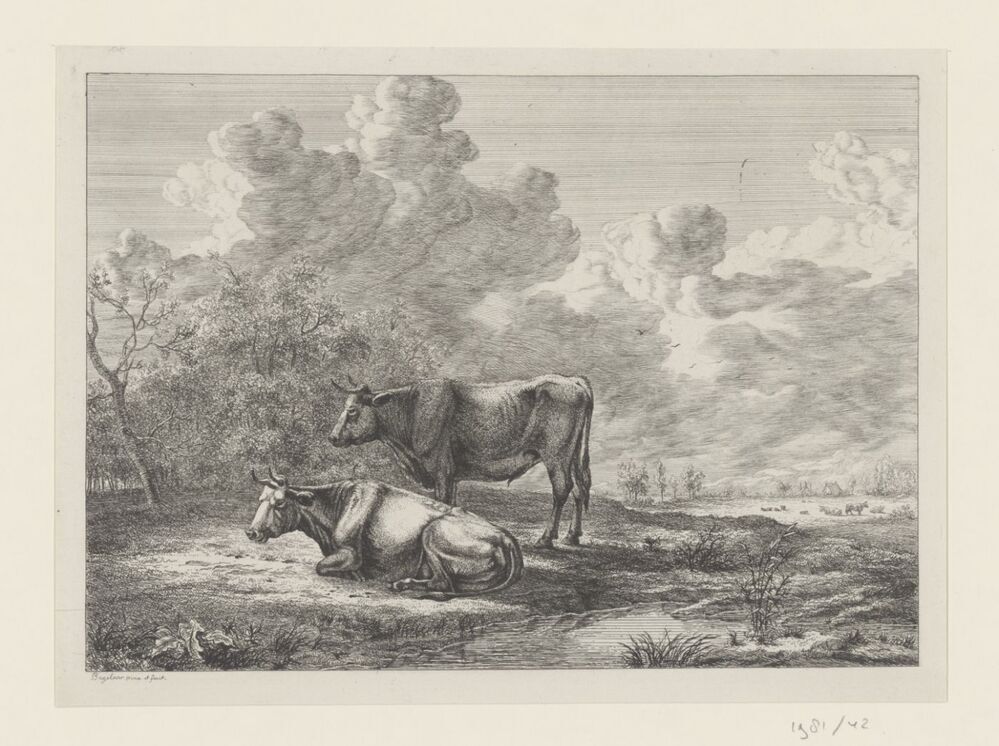 Stier en koe in landschap